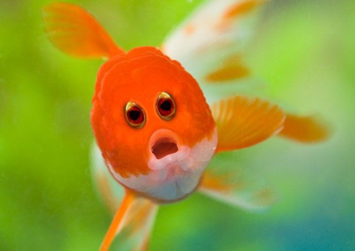 Hewan Yang Matanya Mirip Manusia